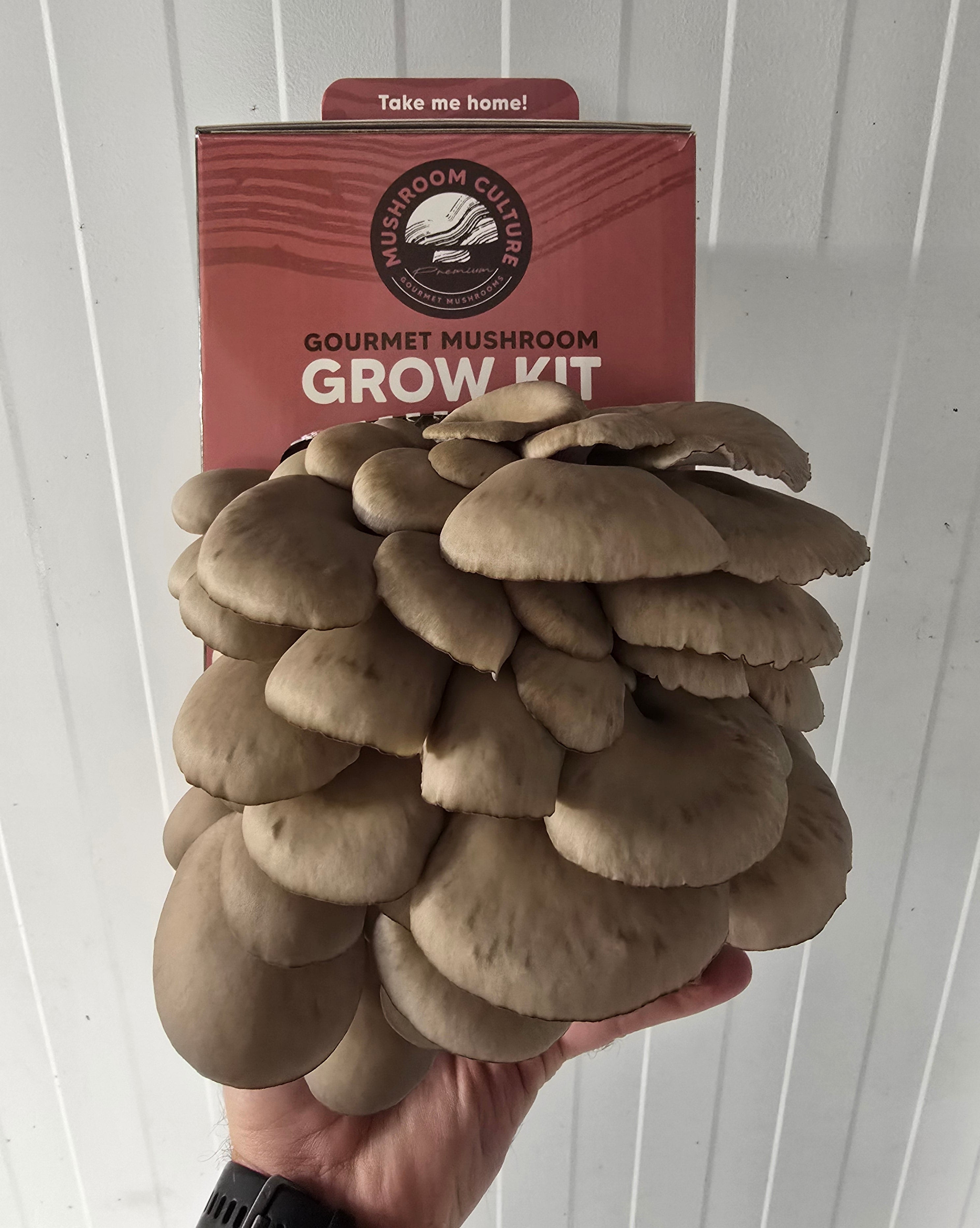 Chocolate Oyster Mushroom Grow Kit (Pleurotus ostreatus)