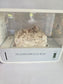 Mushroom Eco-Box – Smart Fruiting Chamber (Includes Grow Kit)