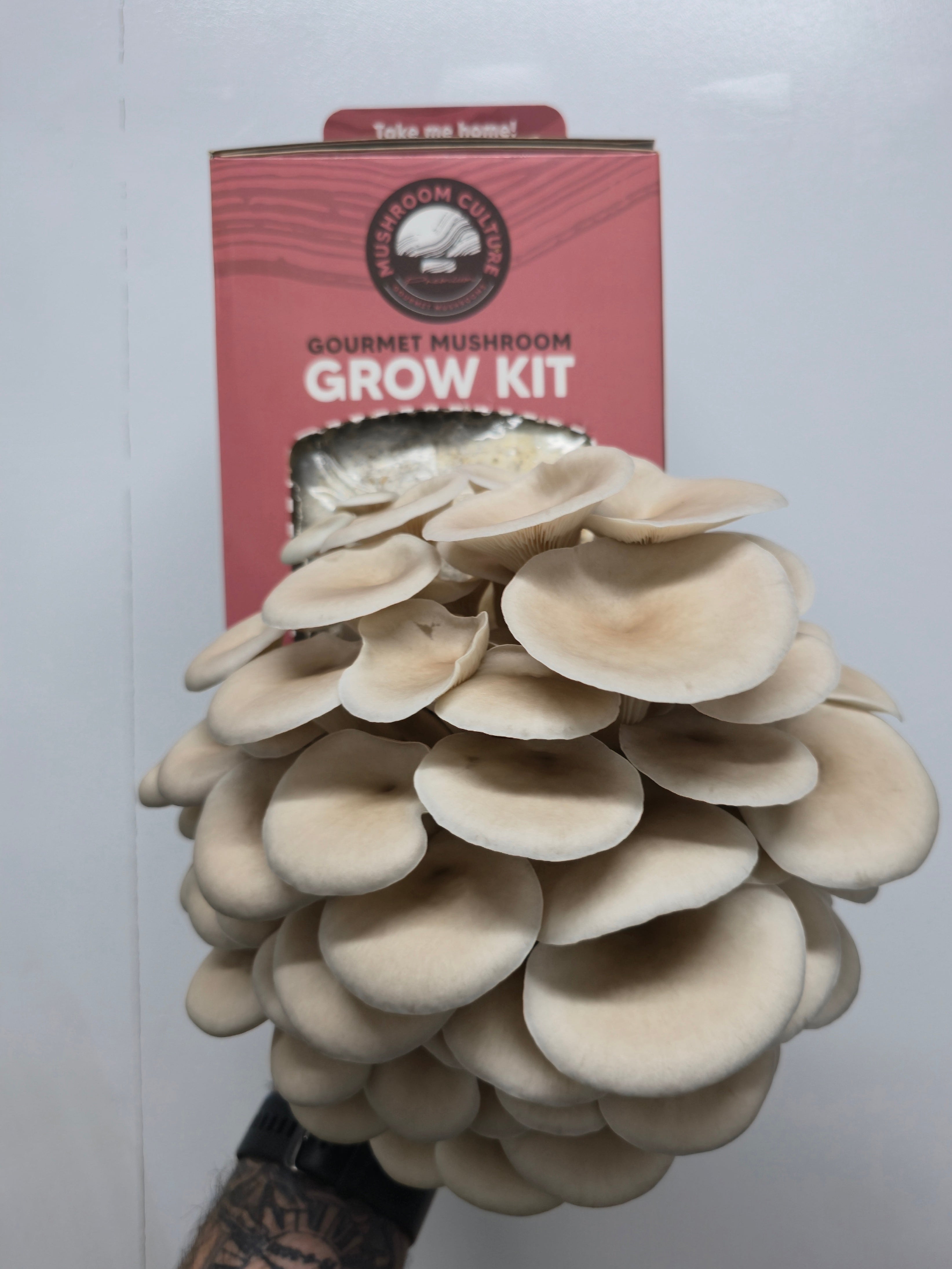 Grey Oyster Mushroom Grow Kit (Pleurotus ostreatus)