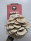 Grey Oyster Mushroom Grow Kit (Pleurotus ostreatus)