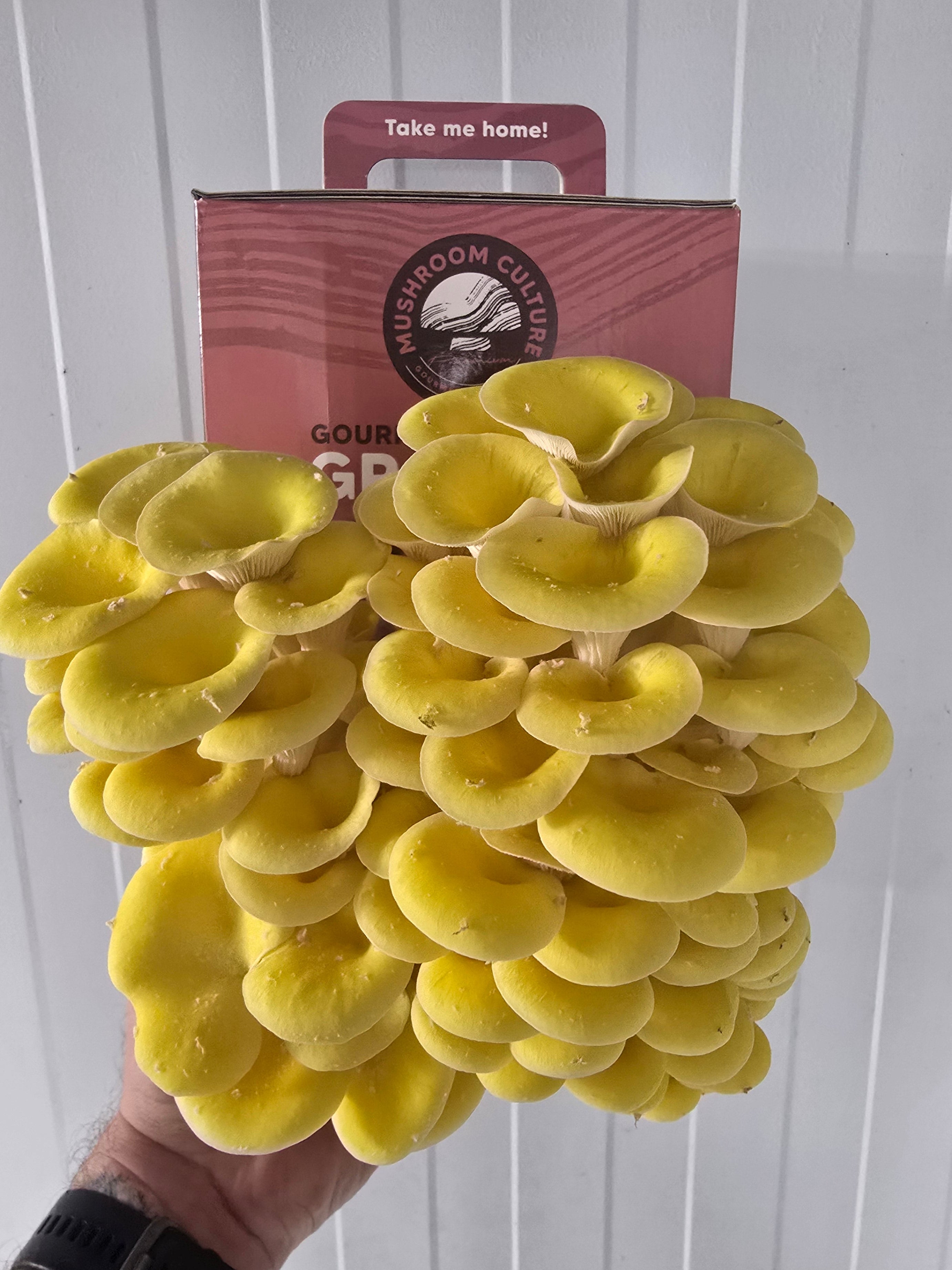 Yellow Oyster Mushroom Grow Kit (Pleurotus Citrinopileatus)