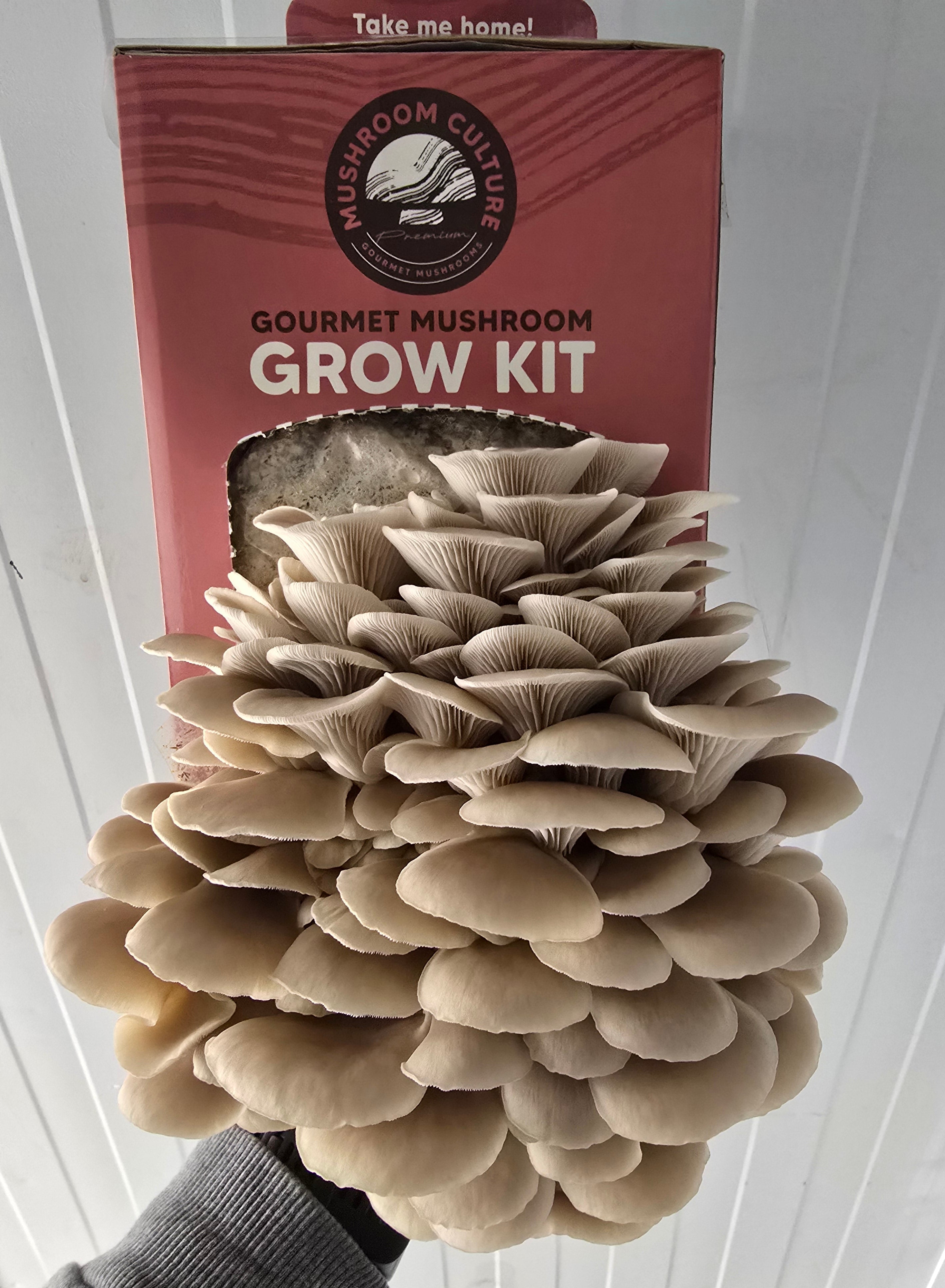 Tan Oyster Mushroom Grow Kit (Pleurotus ostreatus)
